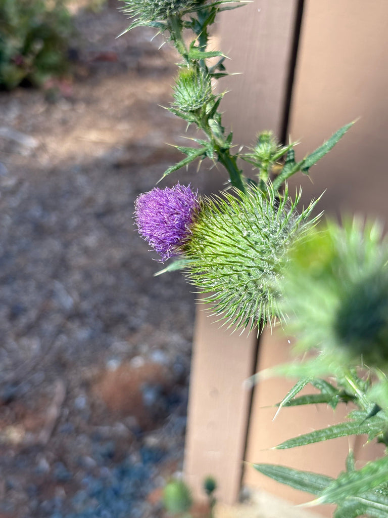Plant-image