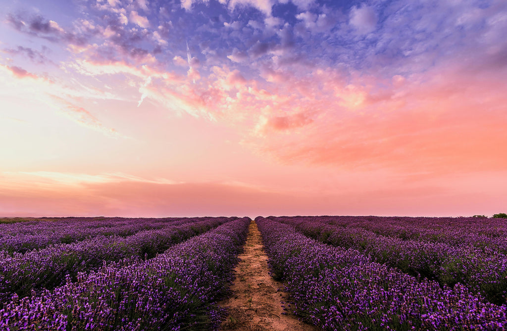Lavender Fields & Living Grace: A Glimpse Into the Summer Bliss Box