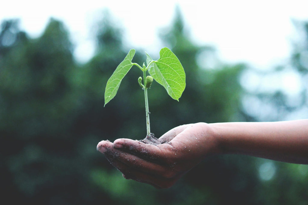 plant-img