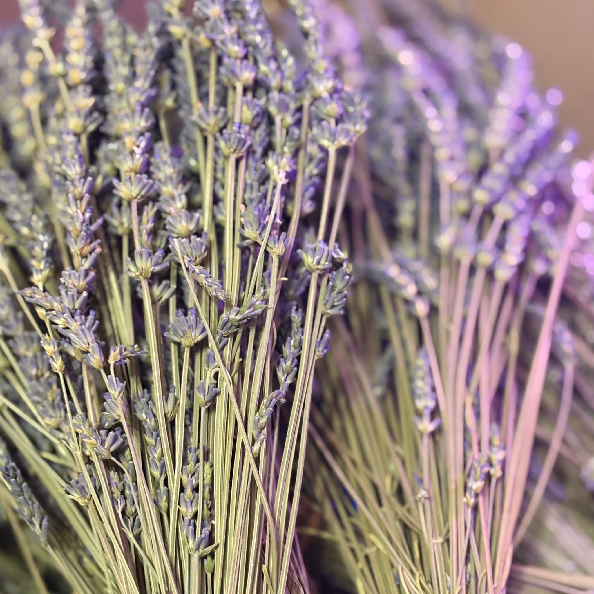 Lavender Love Song – The Ultimate Bliss Experience