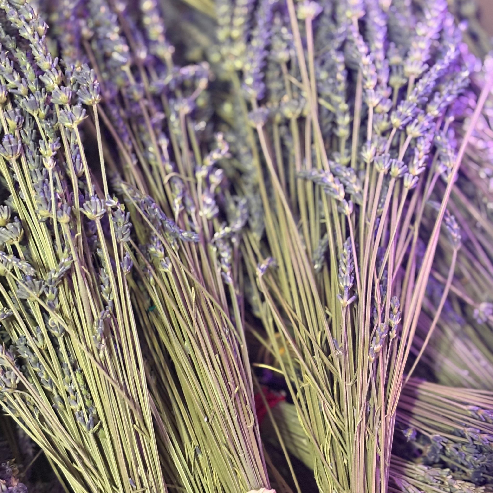 Lavender Love Song – The Ultimate Bliss Experience